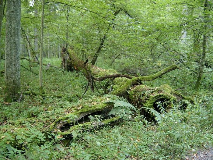 Albero in degradazione nella foresta di Bialowieza (da en.wikipedia.org)